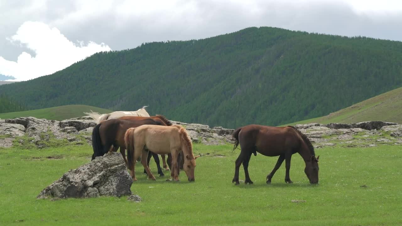 Stock Video Horses Grazing In The Plain Animated Wallpaper