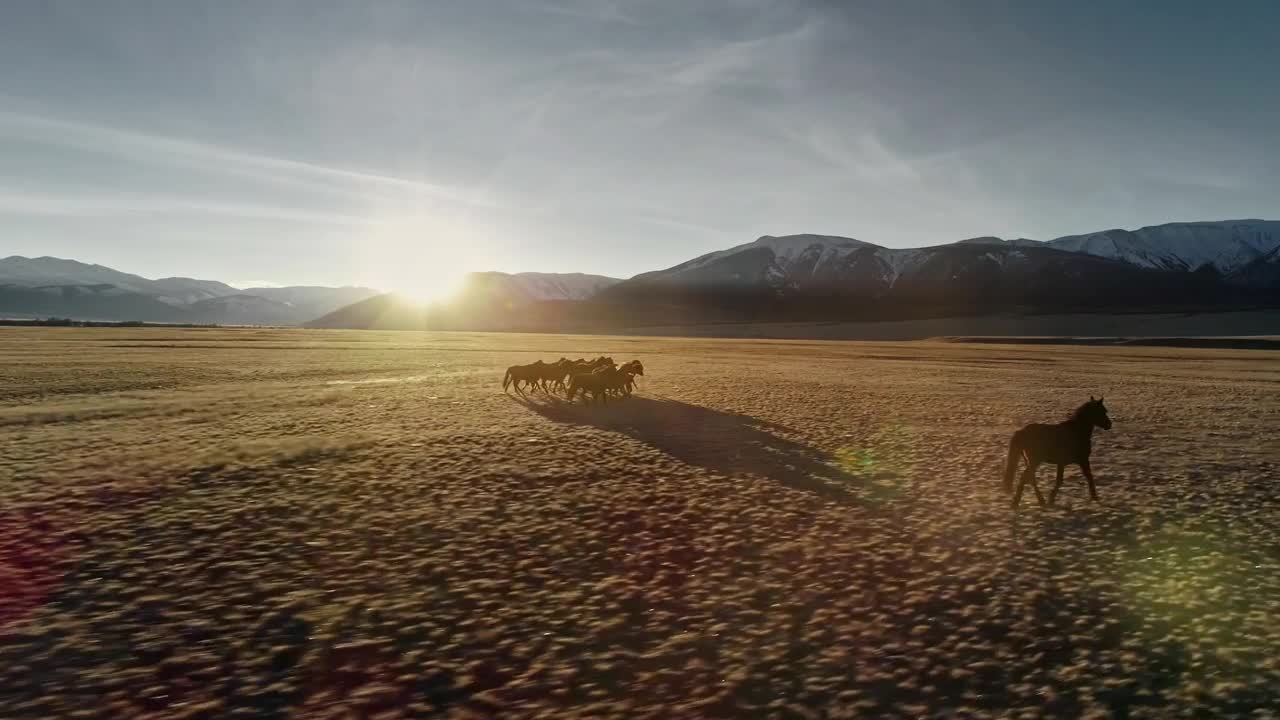 Stock Video Horses Galloping On The Meadow Animated Wallpaper