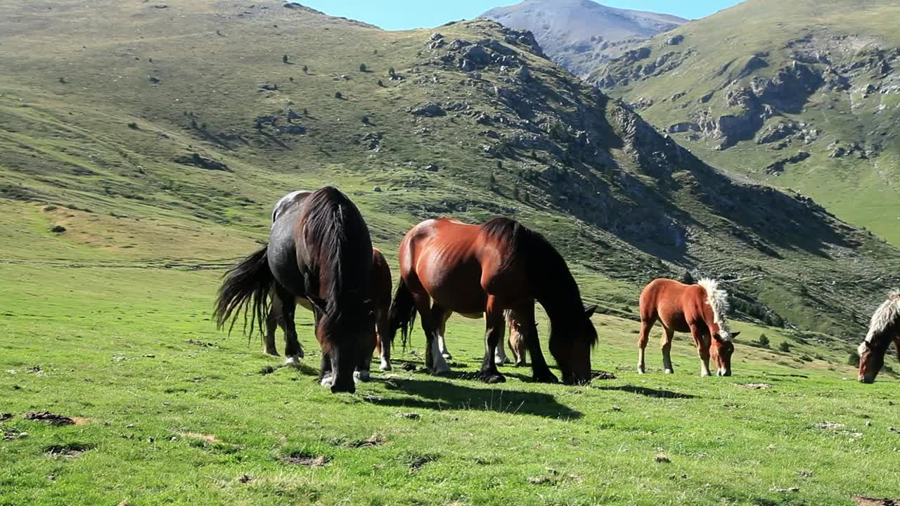 Stock Video Horses Eating High In The Hills Animated Wallpaper