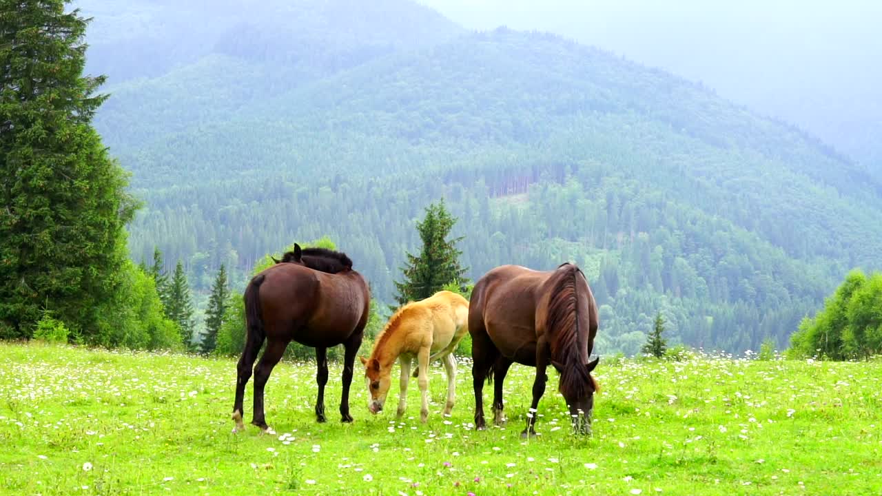 Stock Video Horses Family Grazing In The Meadow Animated Wallpaper