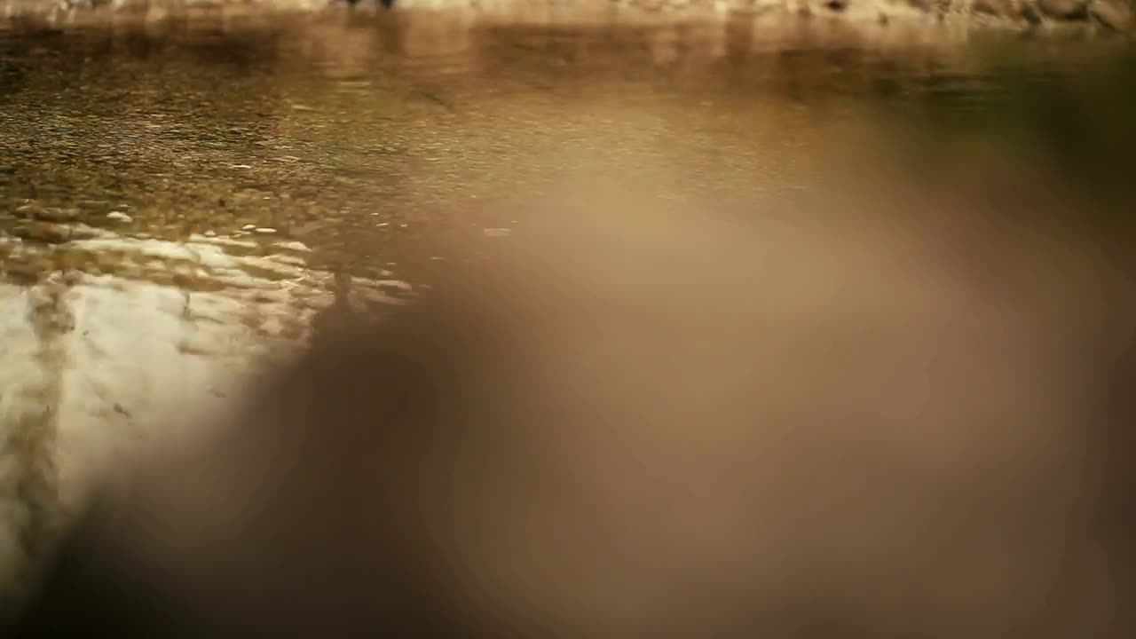 Stock Video Horse Walking Through A Shallow Stream Animated Wallpaper