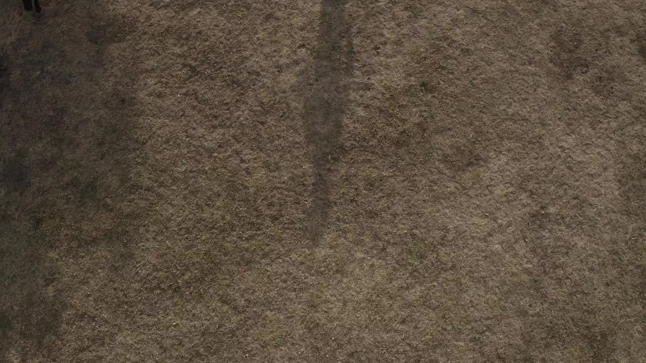 Stock Video Horse Trotting Around Person Animated Wallpaper