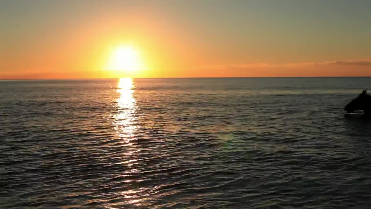 Stock Video Horse Swimming At Sunset Animated Wallpaper