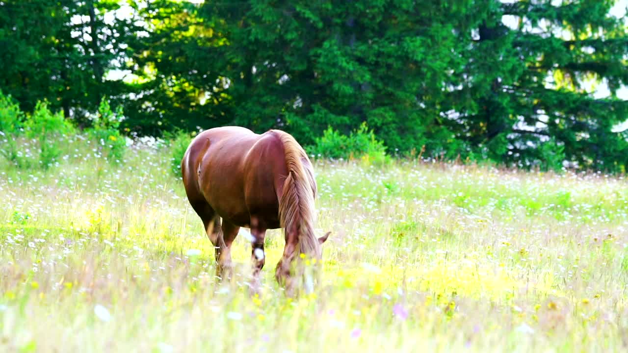 Stock Video Horse Feeding In A Meadow Animated Wallpaper