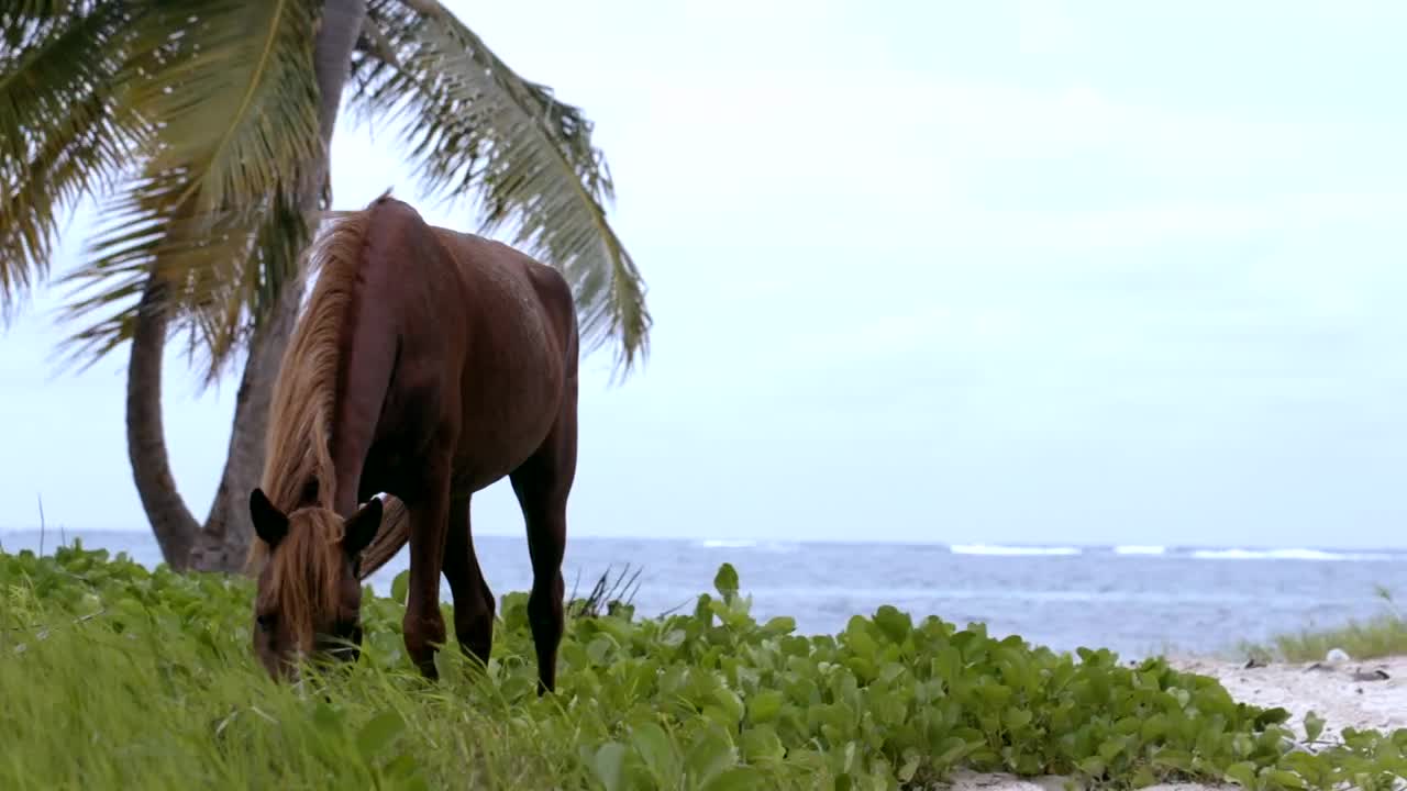Stock Video Horse Eating Grass By The Ocean Animated Wallpaper