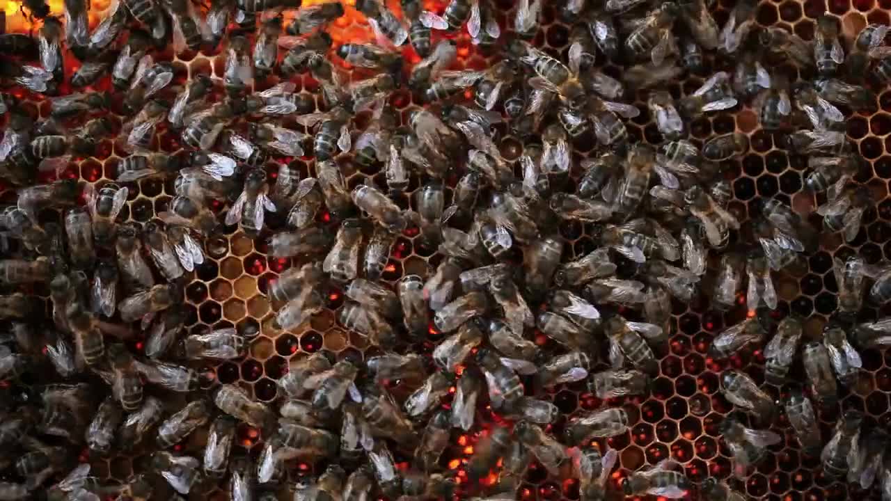 Stock Video Honeycomb Full Of Bees Animated Wallpaper