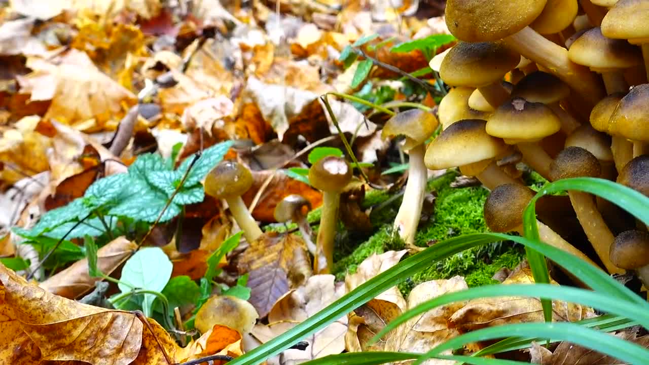Stock Video Honey Fungus Growing On The Floor Animated Wallpaper