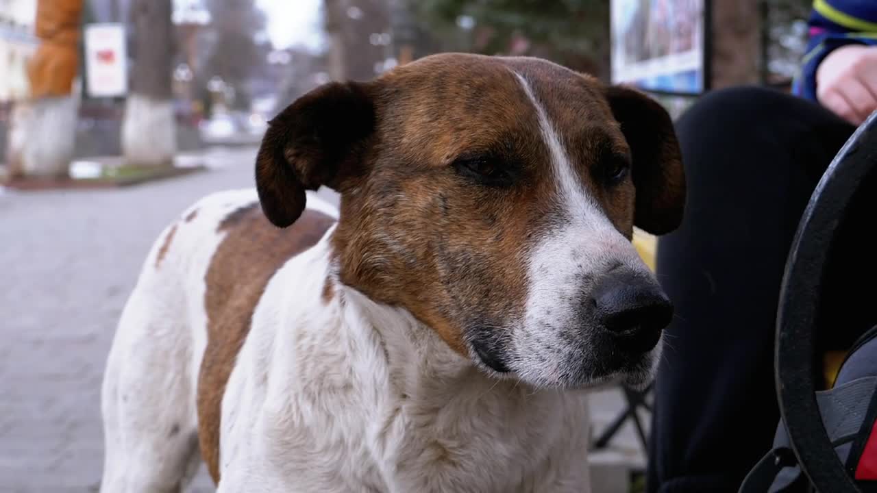 Stock Video Homeless Sad Dog Portrait Animated Wallpaper