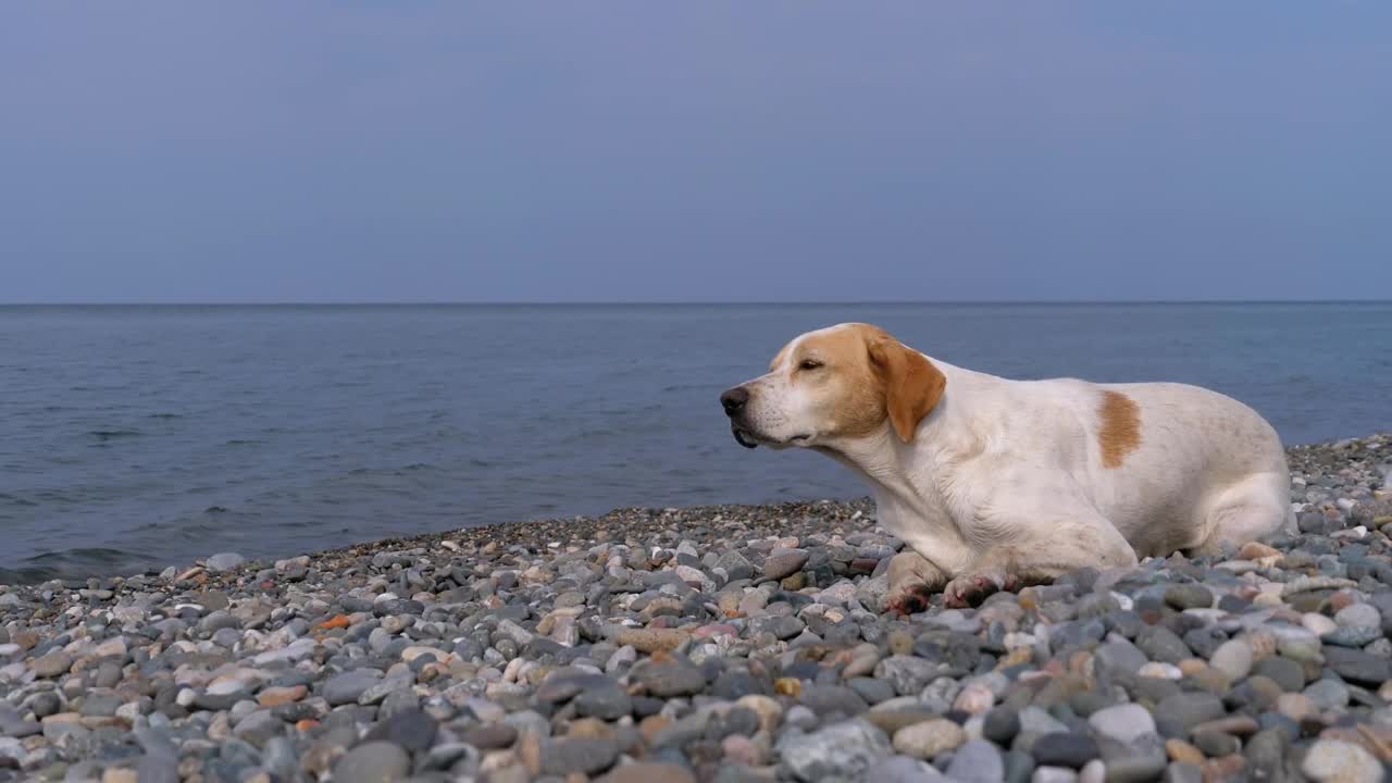 Stock Video Homeless Sad Dog By The Sea Animated Wallpaper