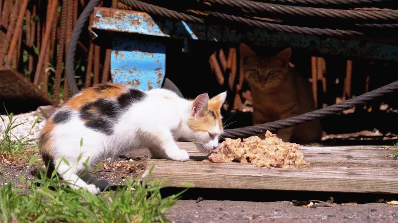 Stock Video Homeless Little Kitten Eating Animated Wallpaper