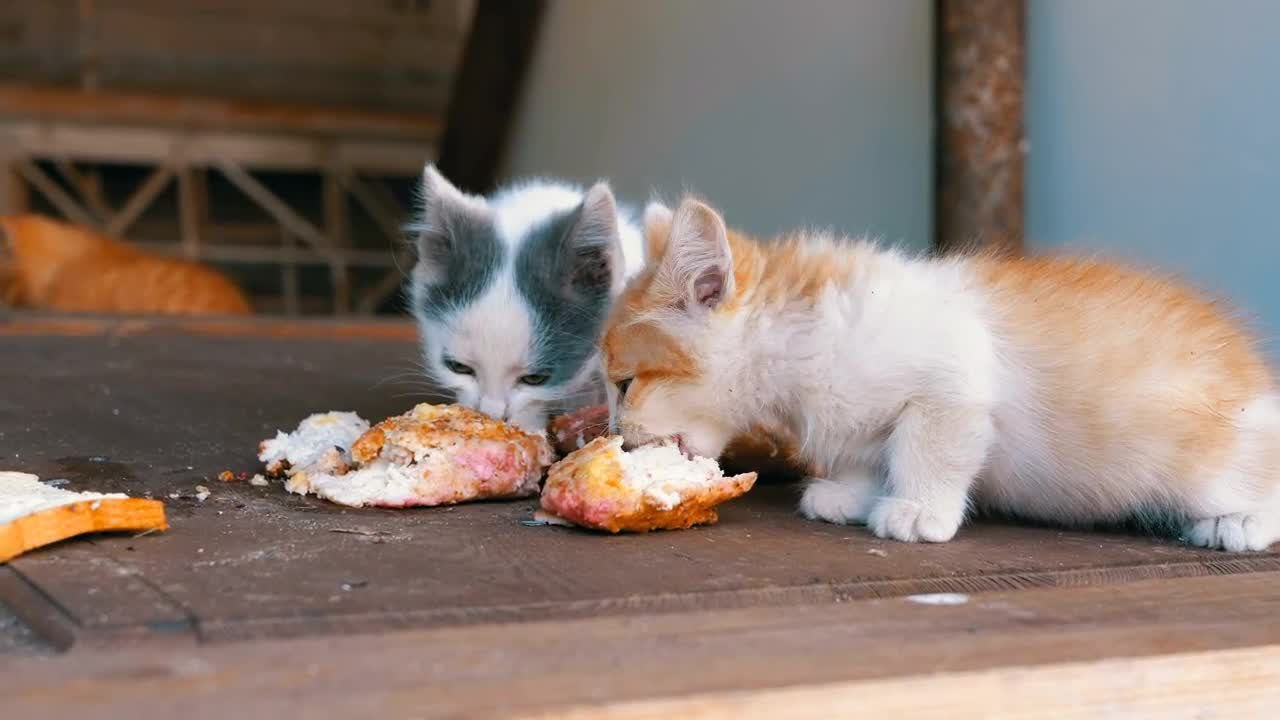 Stock Video Homeless Kittens Eating On The Street Animated Wallpaper