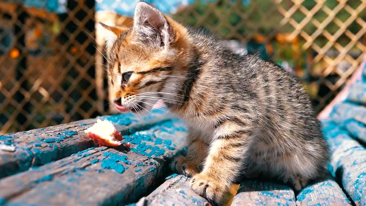 Stock Video Homeless Great Kidding Eating In Slow Motion Animated Wallpaper