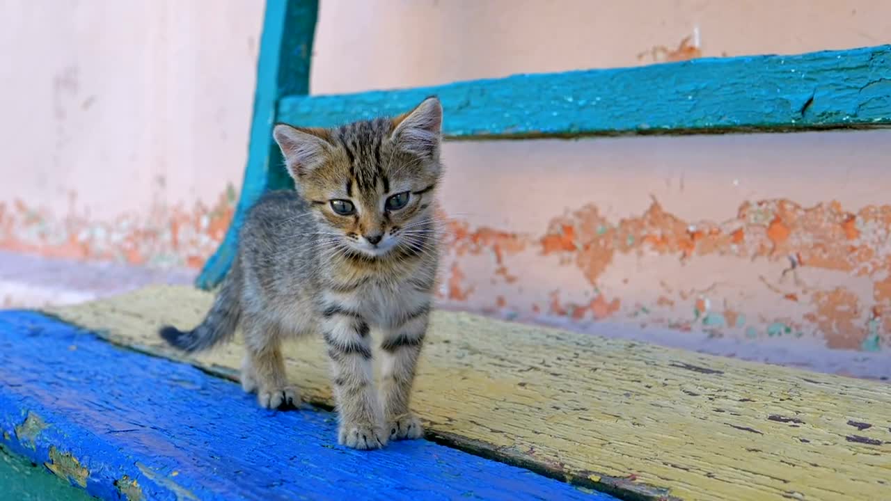 Stock Video Homeless Gray Kitten Is Walking On The Street Animated Wallpaper
