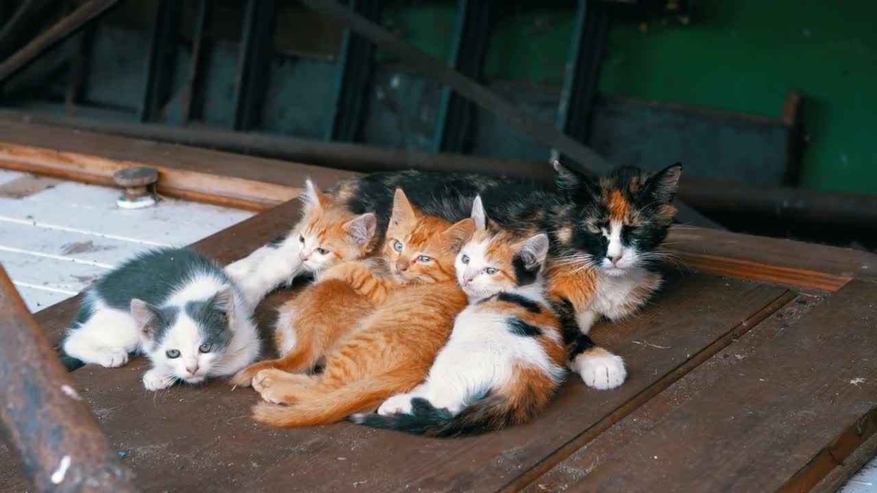 Stock Video Homeless Cats On A Wooden Door Animated Wallpaper