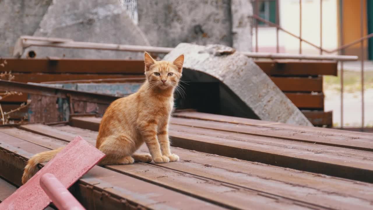 Stock Video Homeless Cat Standing On The Landfill Animated Wallpaper