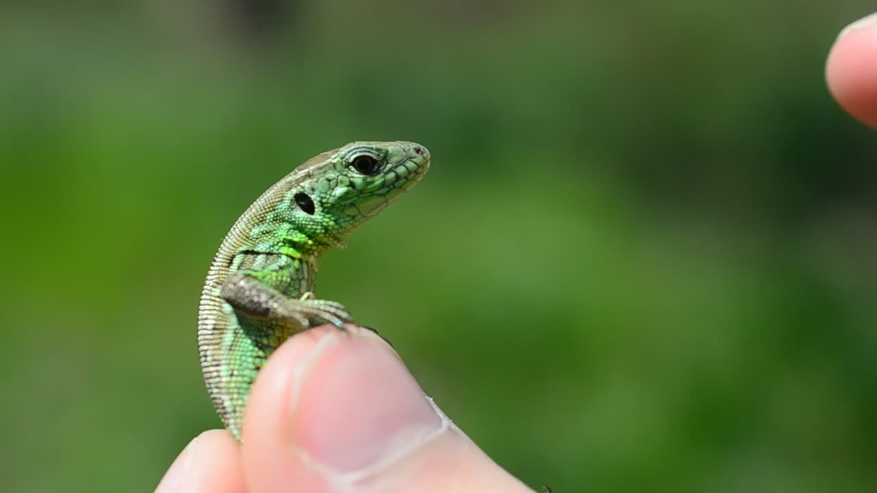 Stock Video Holding A Small Lizard Animated Wallpaper
