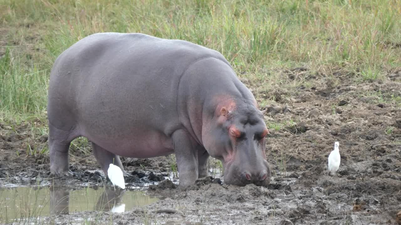 Stock Video Hippo Sleeping Near A Pond Animated Wallpaper