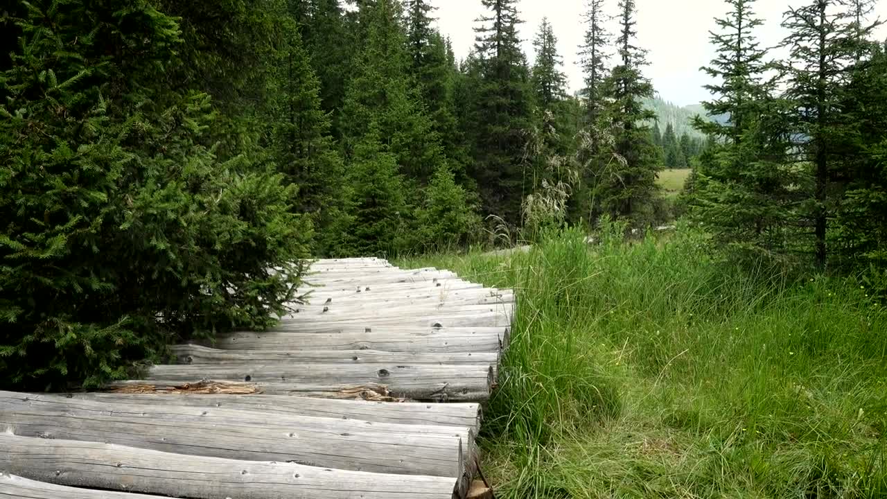 Stock Video Hiker Woman Going Through A Wooden Path Animated Wallpaper