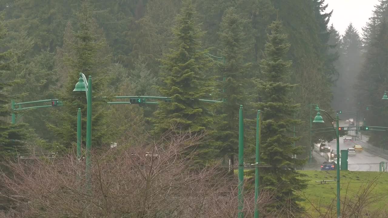 Stock Video Highway In A Pine Forest Animated Wallpaper