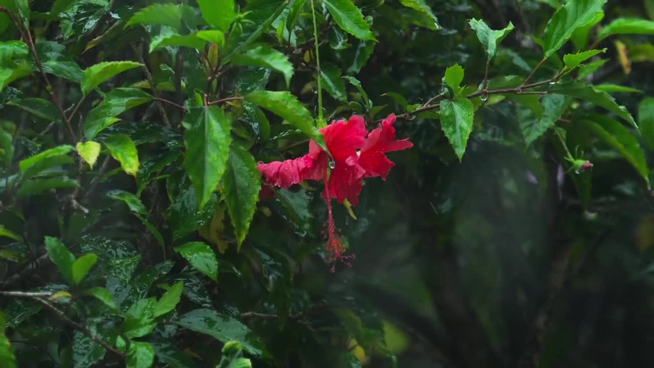 Stock Video Hibiscus Flower Under Heavy Rain Animated Wallpaper