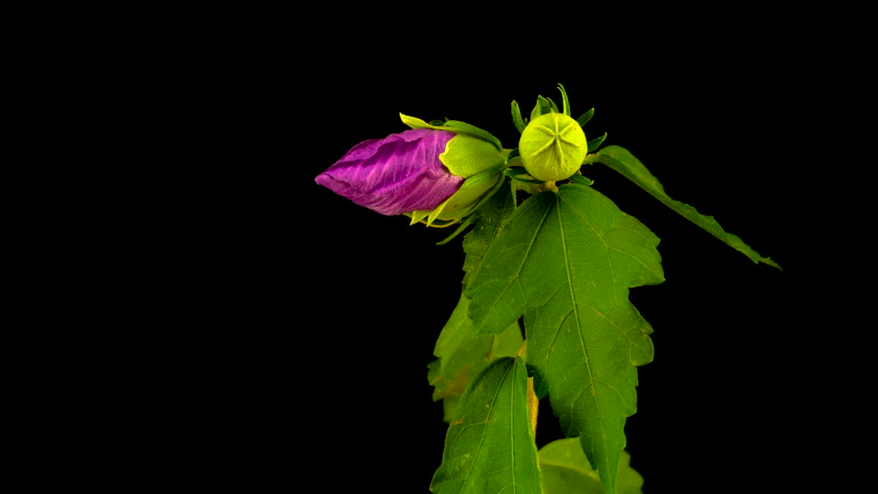Stock Video Hibiscus Flower Opening Animated Wallpaper