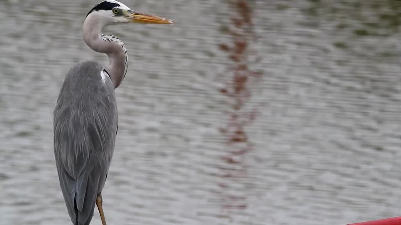 Stock Video Heron Looking Around At The Side Of A Lake Animated Wallpaper