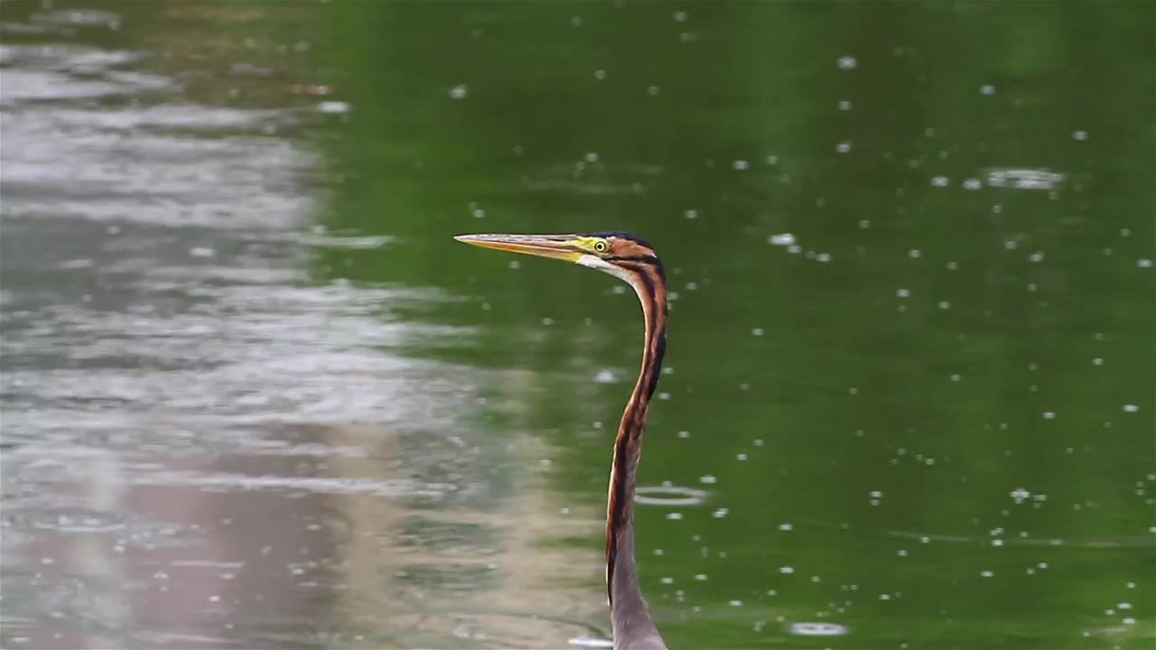 Stock Video Heron In The Rain Animated Wallpaper