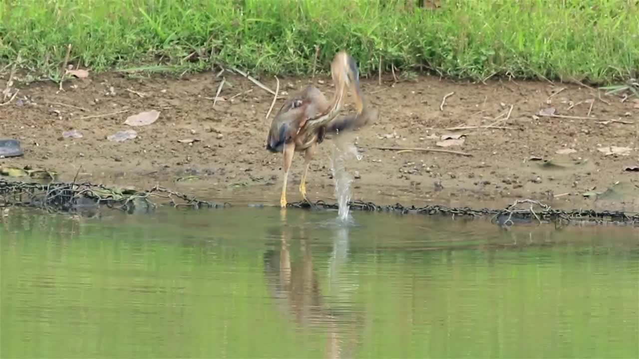 Stock Video Heron Drinking By A Lake Animated Wallpaper
