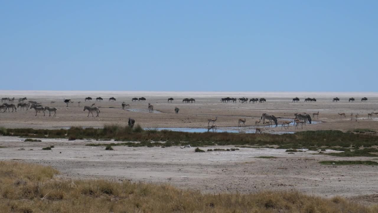 Stock Video Herds Of African Animals On A Vast Plain Animated Wallpaper