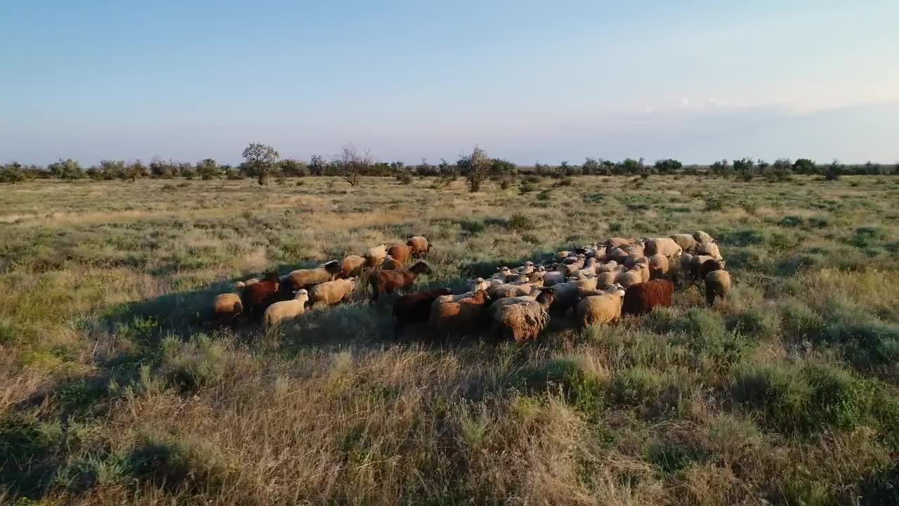 Stock Video Herd Walking In A Field In Nature Animated Wallpaper
