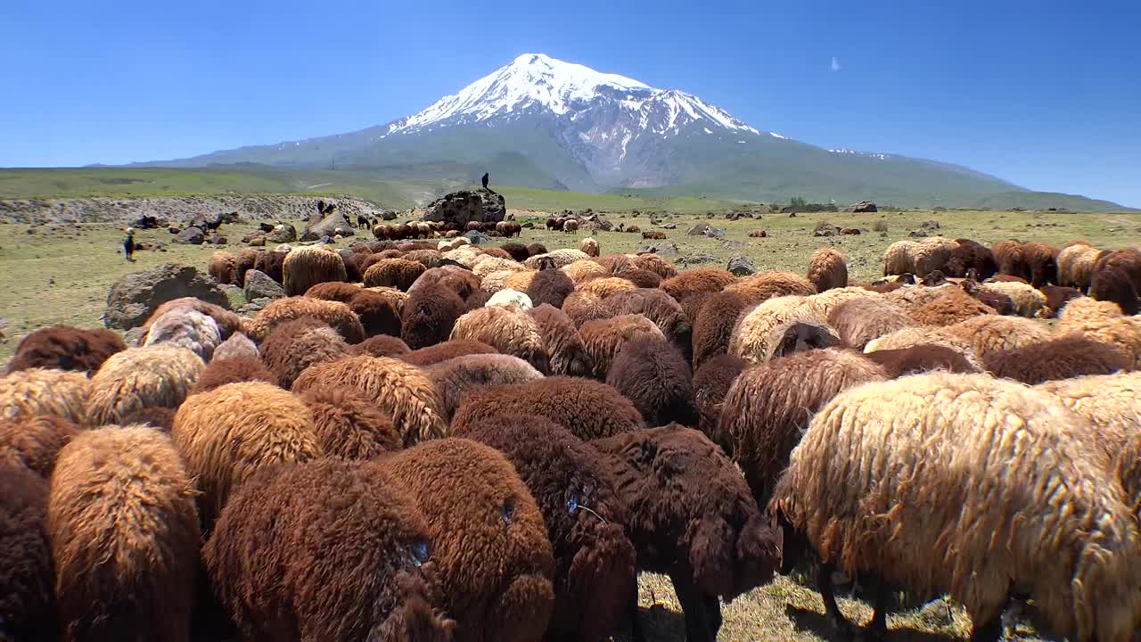 Stock Video Herd Of Sheep In The Mountain Valley Animated Wallpaper
