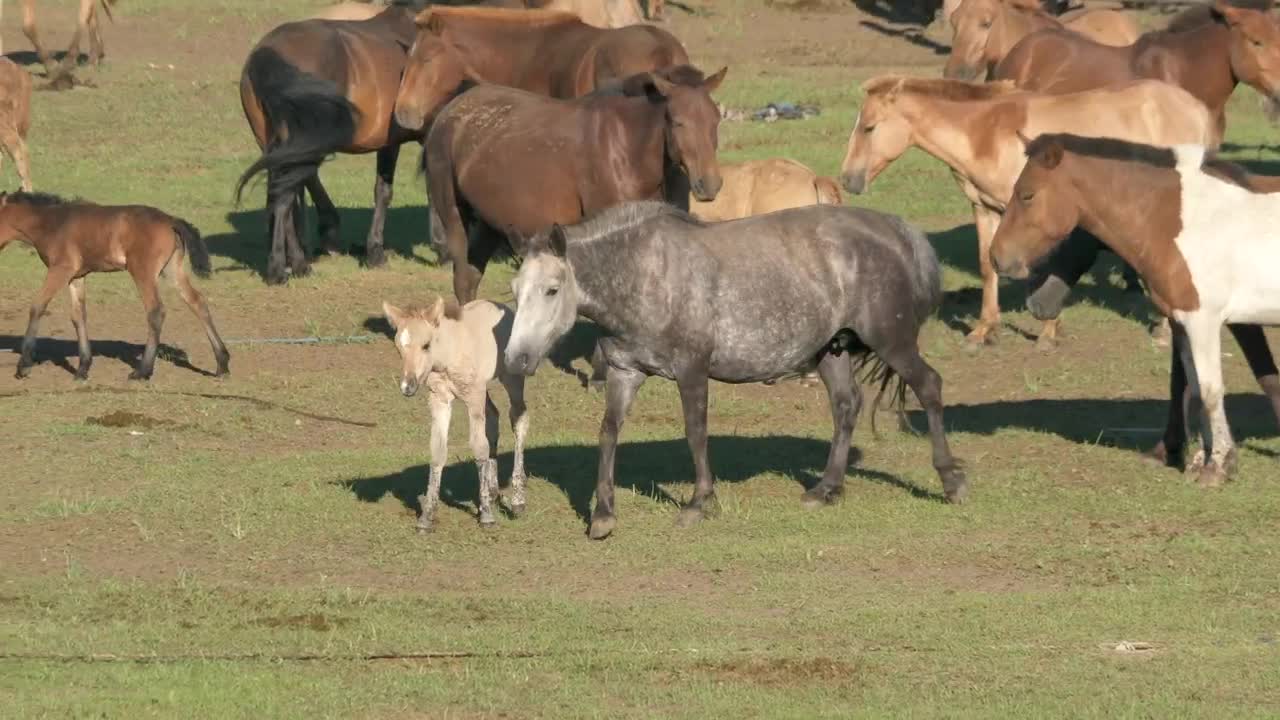Stock Video Herd Of Horses In The Wild Animated Wallpaper