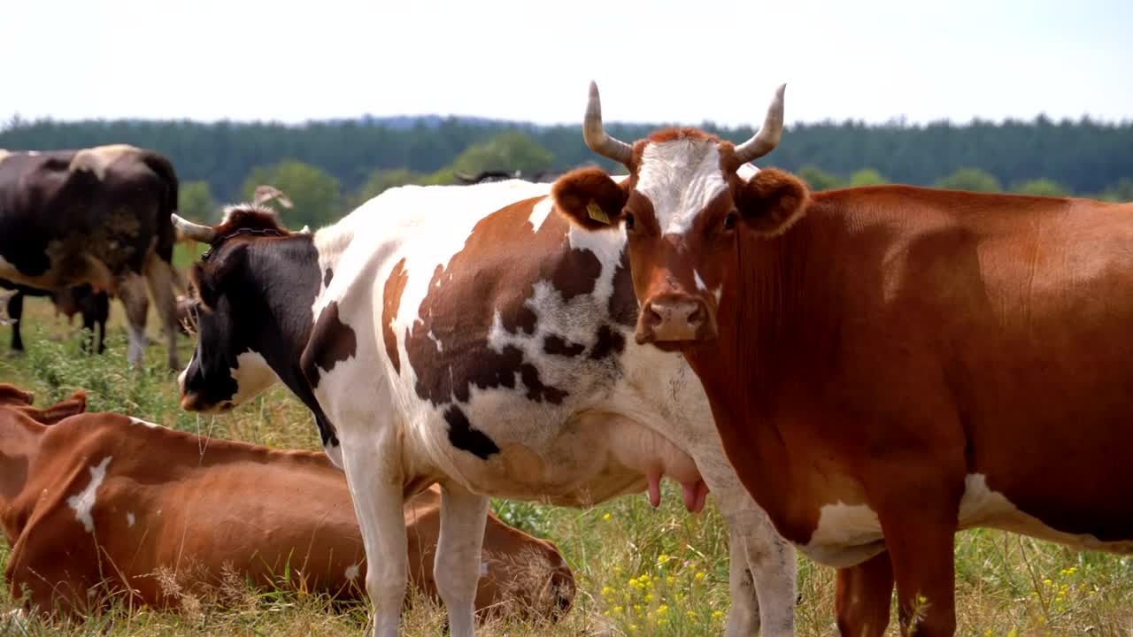 Stock Video Herd Of Cows In The Countryside Animated Wallpaper