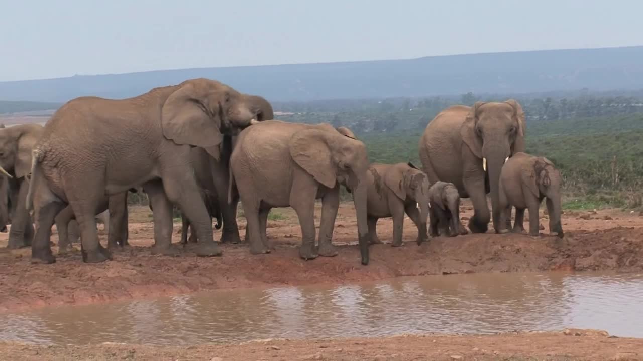 Stock Video Herd Of African Elephants In A Pond Animated Wallpaper