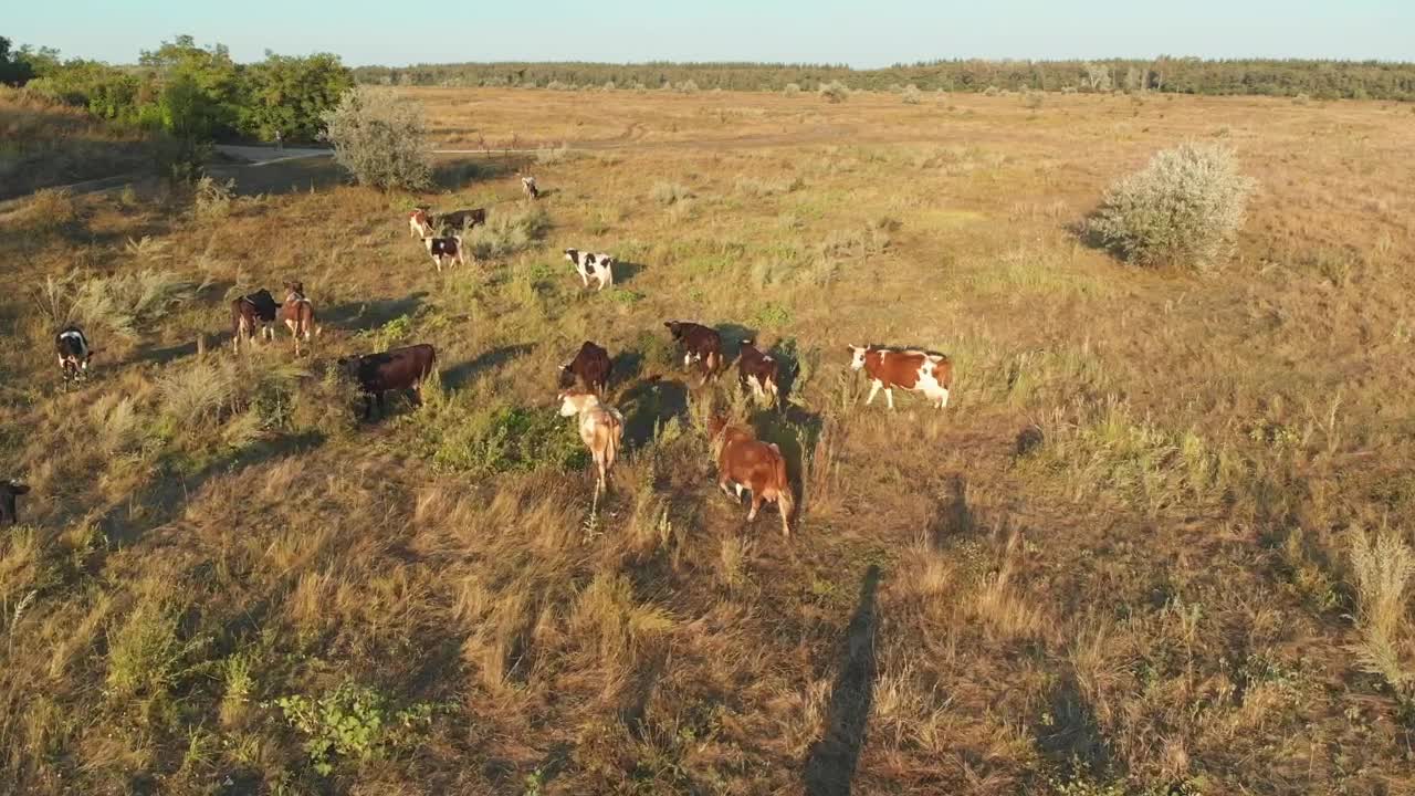 Stock Video Herd Cows Grazing In The Meadow Animated Wallpaper