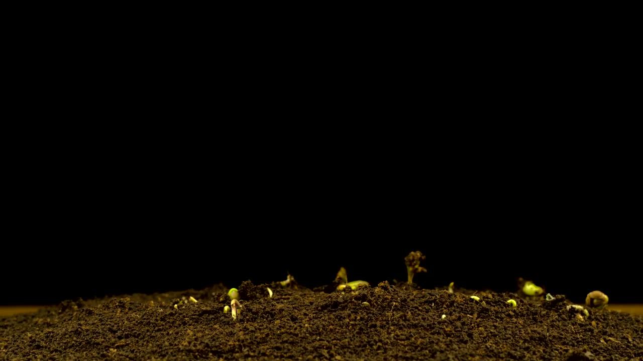 Stock Video Hemp Germinating On A Black Background Animated Wallpaper
