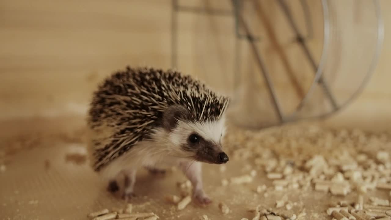 Stock Video Hedgehog Pet Running Animated Wallpaper