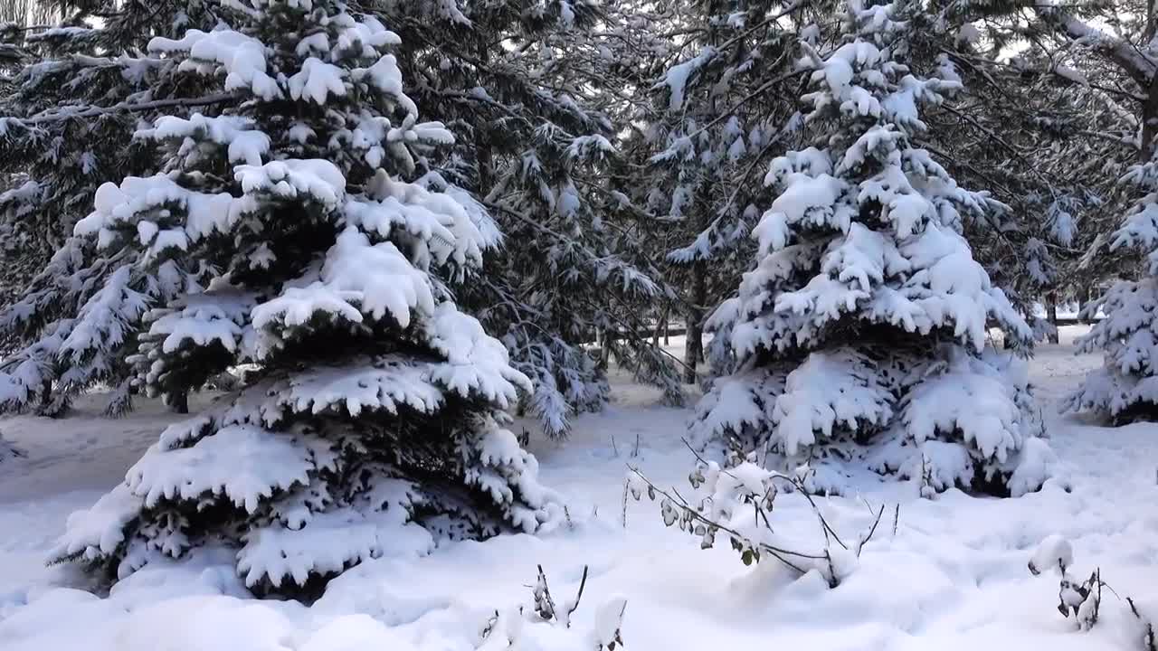 Stock Video Heavy Snow Fall Animated Wallpaper