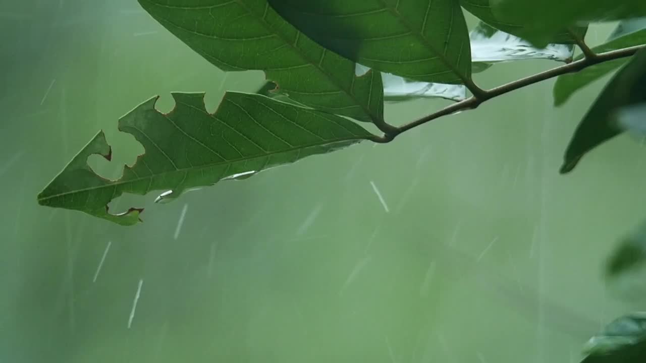Stock Video Heavy Rainfall Through Leaves Animated Wallpaper
