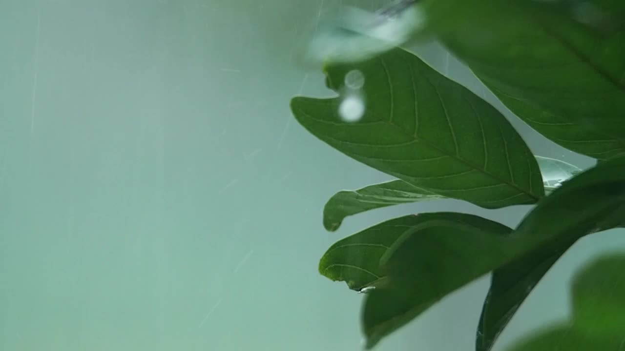 Stock Video Heavy Rainfall In The Garden Animated Wallpaper