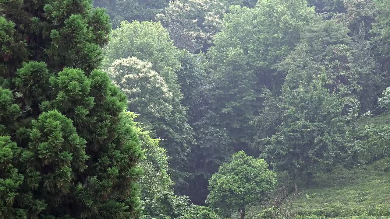 Stock Video Heavy Rain In The Green Forest Animated Wallpaper