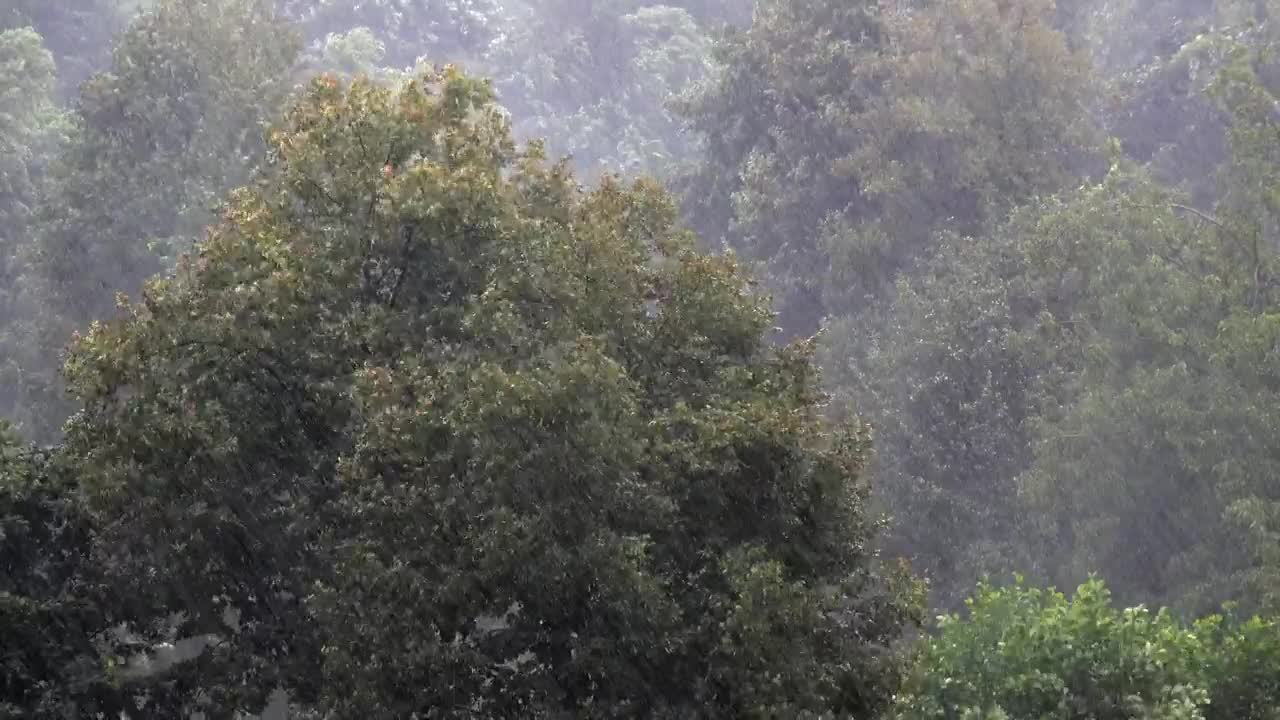 Stock Video Heavy Rain In The Forest Trees Animated Wallpaper