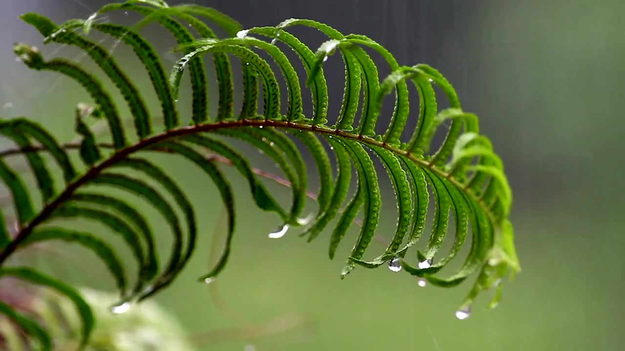 Stock Video Heavy Rain Falling On A Fern Animated Wallpaper