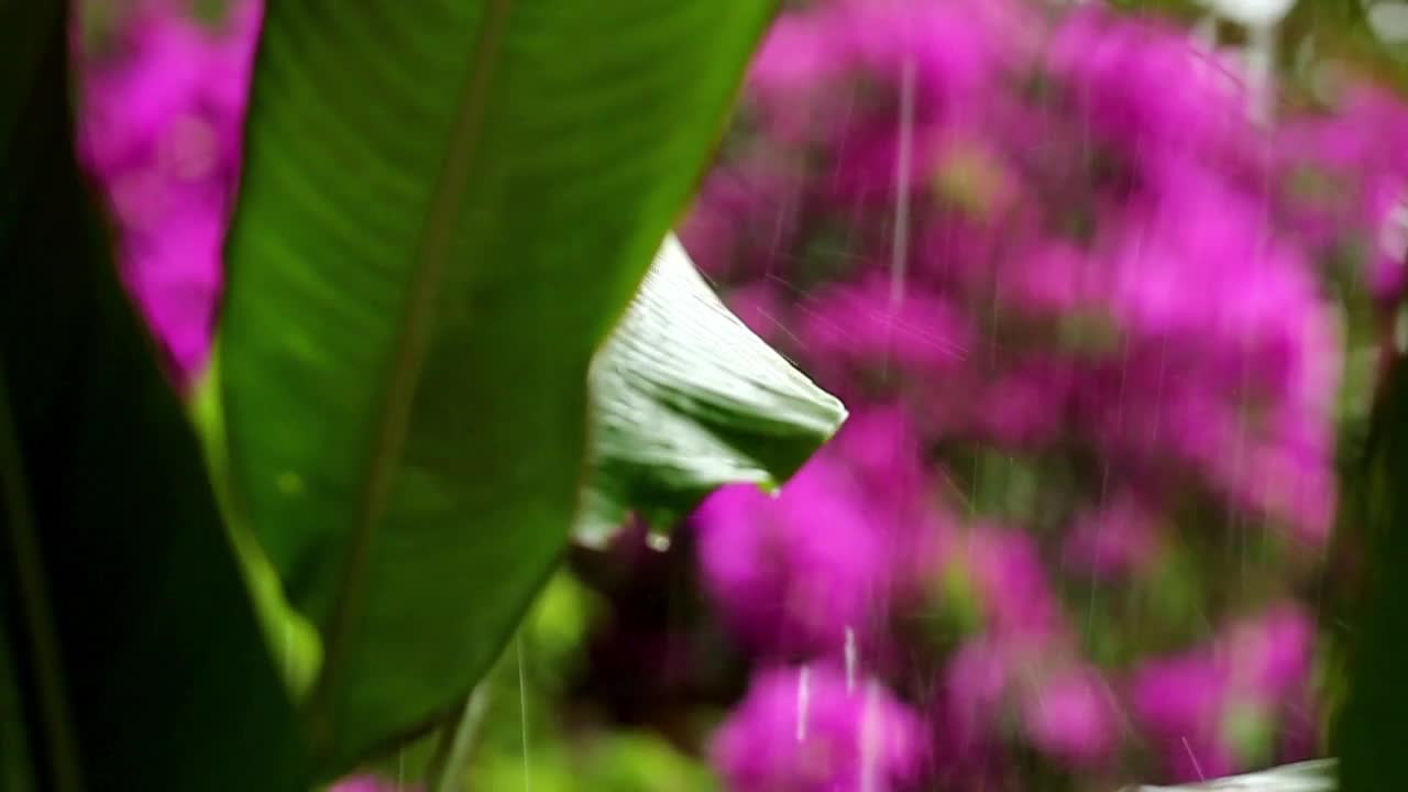 Stock Video Heavy Rain Falling Across Wildflowers Animated Wallpaper