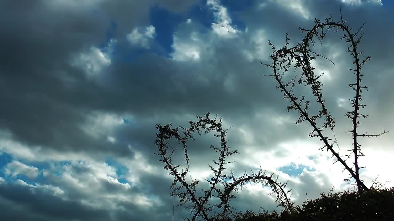 Stock Video Heart Shaped Branches In Nature Animated Wallpaper