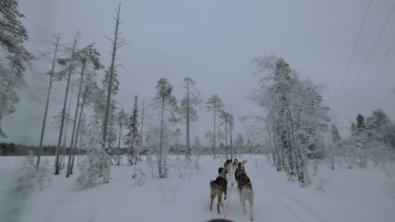 Stock Video Heading Deep Into A Winter Forest Animated Wallpaper