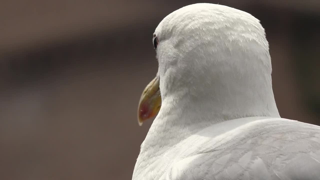 Stock Video Head Of A Seagull Animated Wallpaper