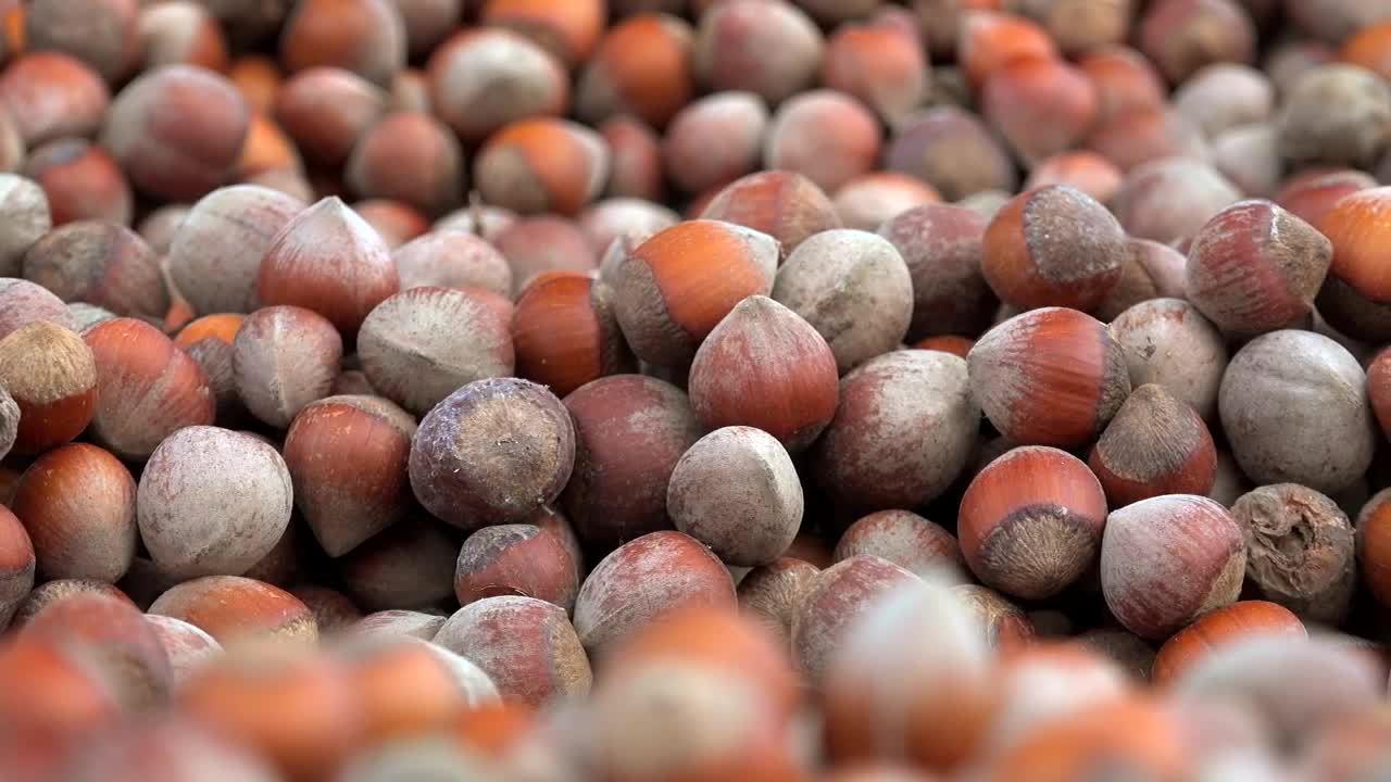 Stock Video Hazelnut Bunch Close Up Animated Wallpaper
