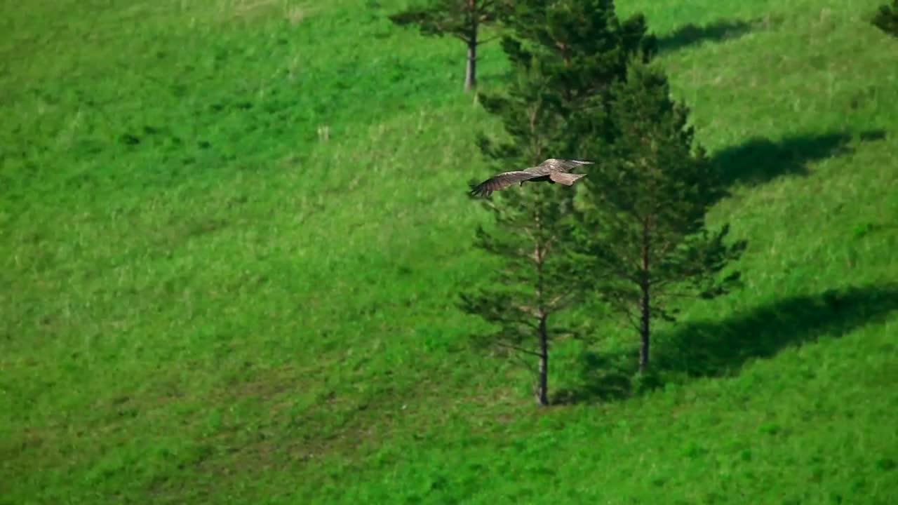 Stock Video Hawk Flying In The Meadow Animated Wallpaper