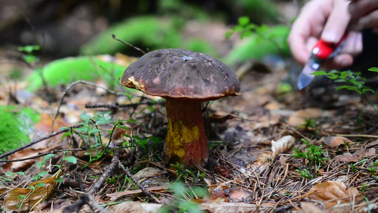 Stock Video Harvesting Wild Mushrooms Animated Wallpaper